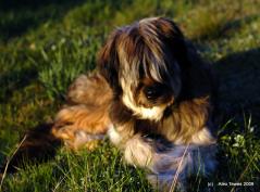 Phoebe the Briard - relaxing in the afternoon sun